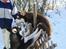 Siberian husky snowhuskyziemabor nala