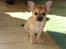 Chihuahua Tilde's Gurli ~Chica~ - Chica 3 mrd Oktober 2008