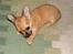 Chihuahua Tilde's Gurli ~Chica~ - 3 mrd gammel, havde næsten lige hentet hende :D oktober 2008