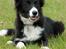Border collie be my magtic (makker) - ser han ikke bare kvik ud mors kommene agility stjerne