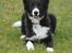Border collie be my magtic (makker)