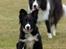 Border collie be my magtic (makker)
