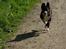 Border collie be my magtic (makker)