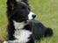 Border collie be my magtic (makker)
