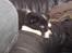Border collie be my magtic (makker)