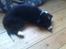 Border collie be my magtic (makker)