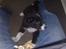 Border collie be my magtic (makker)