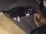 Border collie be my magtic (makker)