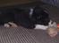Border collie be my magtic (makker)