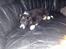 Border collie be my magtic (makker)