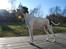 Pointer Victor