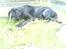 Labrador retriever buster 'R.I.P.' - vi er i sommerhuset med venner og 1 hunden
