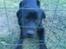 Labrador retriever buster 'R.I.P.' - hvad laver du line 