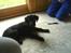 Labrador retriever buster 'R.I.P.' - jeg hjælper farmand