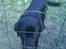 Labrador retriever buster 'R.I.P.' - jeg kommer ud 