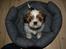 Shih tzu Champ