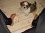 Shih tzu Champ