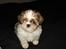 Shih tzu Champ