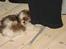 Shih tzu Champ