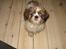 Shih tzu Champ
