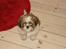 Shih tzu Champ