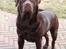 Labrador retriever Baloo - ANTON - en hvalp efter Baloo - 9 medr. ganmel