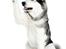 Alaskan malamute Mojo   - gi mig den godbid...