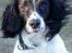 Engelsk springer spaniel Cato - Nuuur;) du er dejlig;P