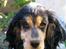 Cocker spaniel Nanna - Næsten 4 mdr