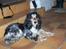 Cocker spaniel Nanna