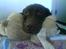 Labrador retriever Bailey - 11 mdr. gl.