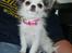 Chihuahua Soffy