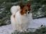Papillon Thygesminde's Unique