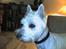 Welsh terrier emma