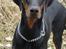Dobermann Bandit *R.I.P* - Hej - og velkommen til min profil 