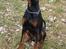 Dobermann Bandit *R.I.P* - Den dag jeg blev hentet og bragt til jylland