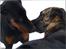 Dobermann Bandit *R.I.P* - Kærestekys