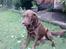 Labrador retriever kenzo<3 R.I.P min prins ;'( - kenne´miin er han iik bare sød? <33