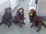 Labrador retriever kenzo<3 R.I.P min prins ;'( - th. hans mor tikki<3 im. hans far sambo<3 & tv. kenzo <3