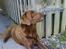 Labrador retriever kenzo<3 R.I.P min prins ;'( - hov jeq ka lugte noget xD <33