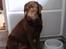 Labrador retriever kenzo<3 R.I.P min prins ;'( - kenne<3 sider oq vendter påe jeq gir ham mad <33 (=