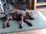 Labrador retriever kenzo<3 R.I.P min prins ;'( - kenne han var træt efter a ha gået en lang tur (= <33