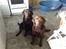 Labrador retriever kenzo<3 R.I.P min prins ;'( - th. tikki<3 tv. kenne<33