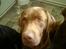 Labrador retriever kenzo<3 R.I.P min prins ;'( - manse´min<3