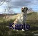 Labrador retriever Kanto 