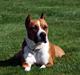 Amerikansk staffordshire terrier Alvarez´s Wild Fire, Nova