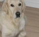 Golden retriever Kildespring Lady Madonna