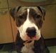 Amerikansk staffordshire terrier Ganstar