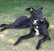 Greyhound Emma R.I.P. 2011