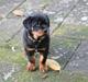 Rottweiler Esther